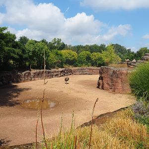 Savanna paddock, 2022-08-20