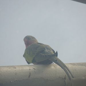 unknown parrot
