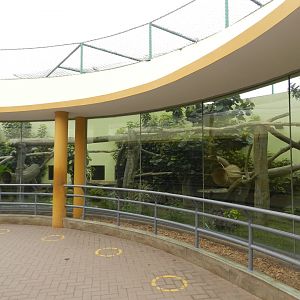 Ocelot exhibit - Parque de Las Leyendas