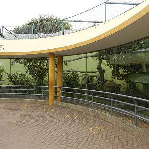 Jaguarundi exhibit - Parque de Las Leyendas