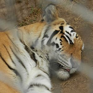 Bengal tiger - Parque de Las Leyendas
