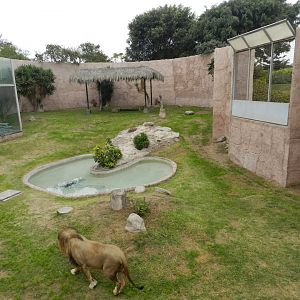 Lion exhibit - Parque de Las Leyendas