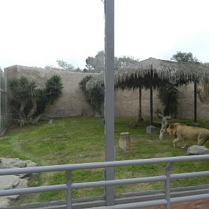 Lion exhibit - Parque de Las Leyendas