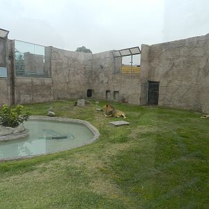 Lion exhibit - Parque de Las Leyendas