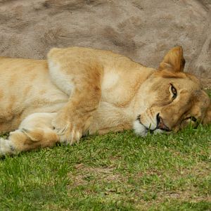 Lioness - Parque de Las Leyendas