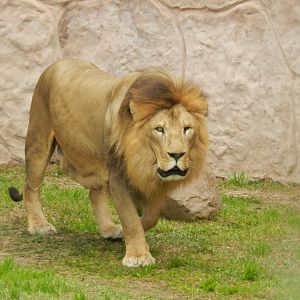 Lion - Parque de Las Leyendas