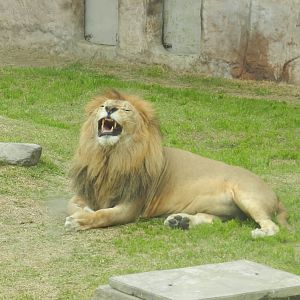 Lion - Parque de Las Leyendas