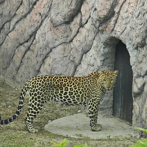 African leopard - Parque de Las Leyendas