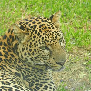 African leopard - Parque de Las Leyendas