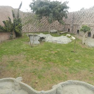 White lion exhibit - Parque de Las Leyendas
