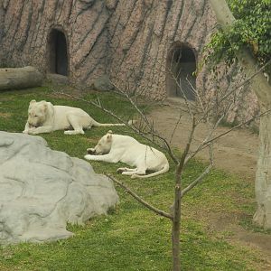 White lions - Parque de Las Leyendas
