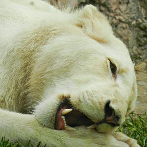White lion - Parque de Las Leyendas