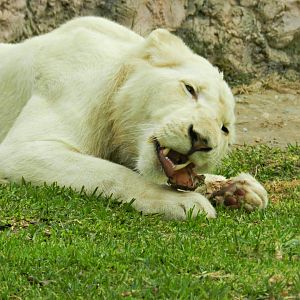 White lion - Parque de Las Leyendas