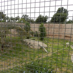 Tiger exhibit II - Parque de Las Leyendas