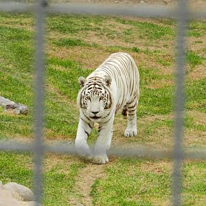 White tiger - Parque de Las Leyendas