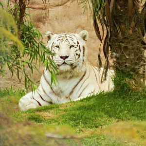 White tiger - Parque de Las Leyendas