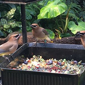 Cedar Waxwings (Bombycilla cedrorum)