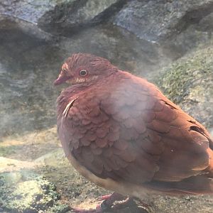 Ruddy Quail-Dove (Geotrygon montana)