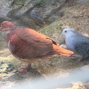 Ruddy-Quail Dove (Geotrygon montana) & Blue Ground Dove (Claravis pretiosa)