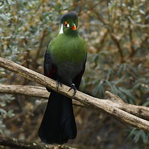 White-cheeked turaco (Tauraco leucotis)