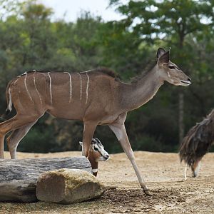 Greater kudu (Tragelaphus strepciceros)