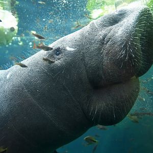 Antillean manatee (Trichechus manatus)