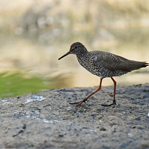 Redshank (Tringa totanus)