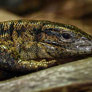 Gold tegu (upinambis teguixin)