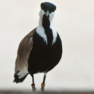 Spur-winged plover (Vanellus spinosus)