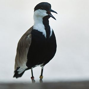 Spur-winged plover (Vanellus spinosus)