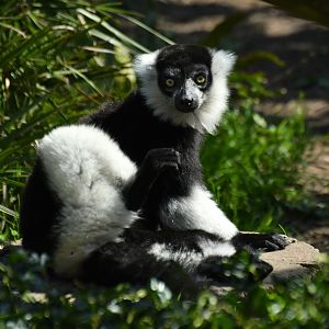 White-bellied varied lemur (Varecia variegata subcincta)