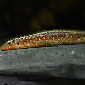 Zoonosaurus madgascariensis