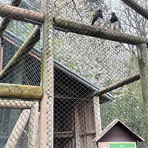 Mountain Caracara Aviary