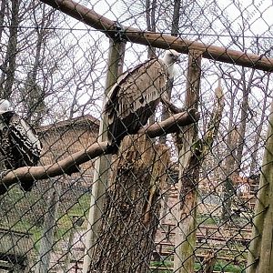 Griffon and Ruppells Vultures