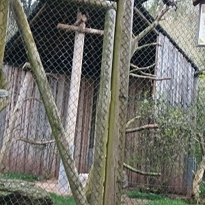 Crested Caracara Aviary