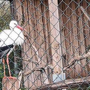European white Stork
