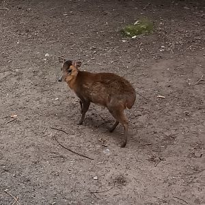 Reeves Muntjac