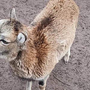 European Mouflon