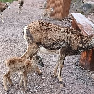 Newborn Mouflon with Mother