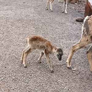 Baby Mouflon