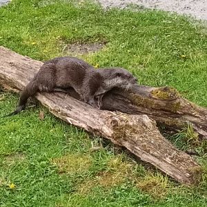 Eurasian River Otter