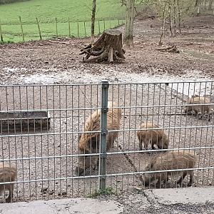 European wild Boar Enclosure