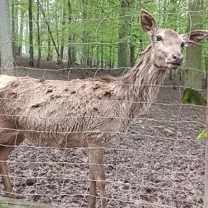 European Red Deer