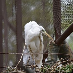 great egret (Ardea alba)