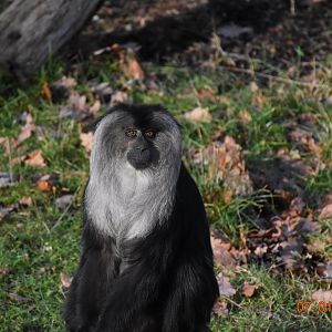 Lion-tailed macaque