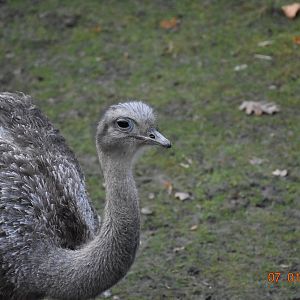 Darwin’s rhea