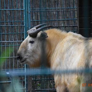 Golden takin