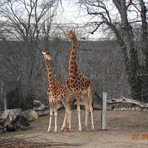Kordofan giraffe