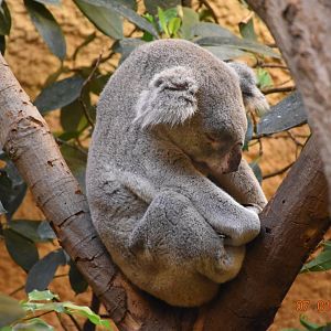 Northern koala