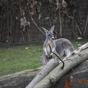 Red kangaroo